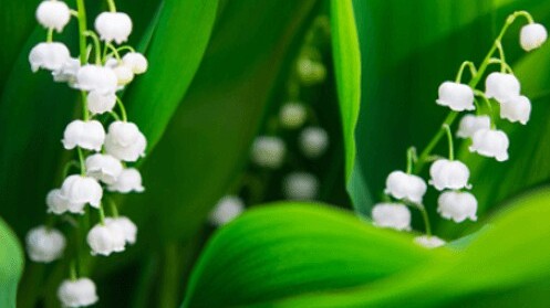 Transport Express livre votre muguet partout en France !